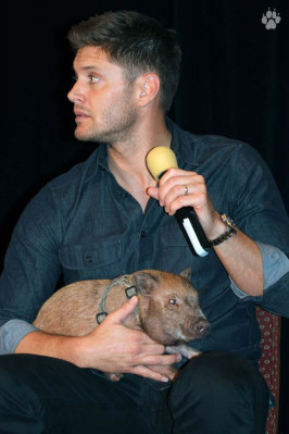 Jensen Ackles pic #639132