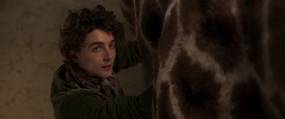 photo 19 in Timothee Chalamet gallery [id1351246] 2024-06-01 00:00:00